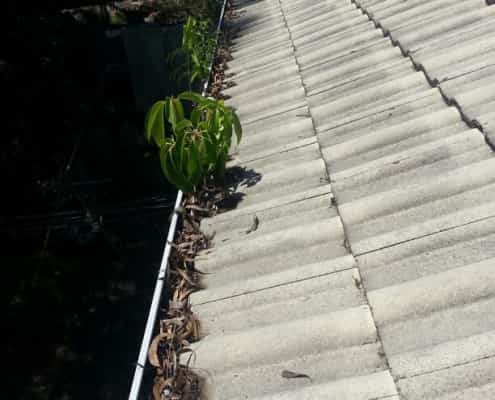 ICU Gutter Cleaning Fig Tree Pocket